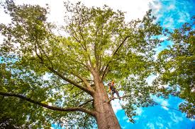 Best Fruit Tree Pruning  in Head Of The Harbor, NY