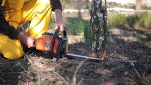 Best Lawn Renovation and Restoration  in Head Of The Harbor, NY