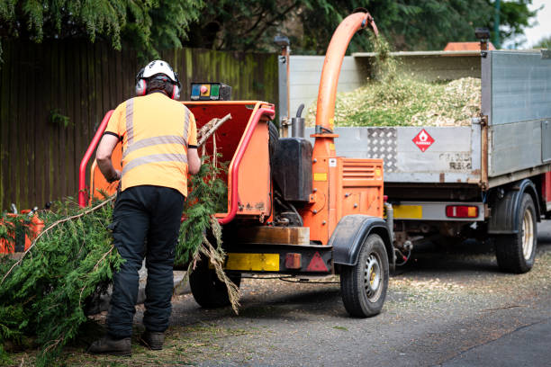 Best Leaf Removal  in Head Of The Harbor, NY