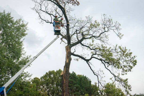 Reliable Head Of The Harbor, NY Tree Services Solutions