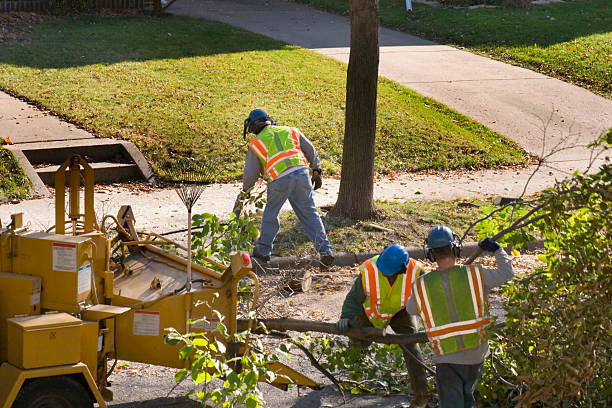 Best Tree Removal  in Head Of The Harbor, NY