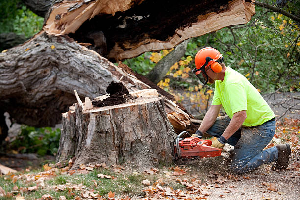Best Root Management and Removal  in Head Of The Harbor, NY