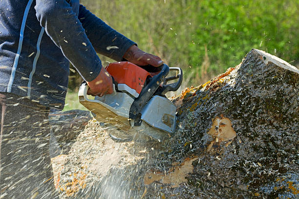 How Our Tree Care Process Works  in  Head Of The Harbor, NY
